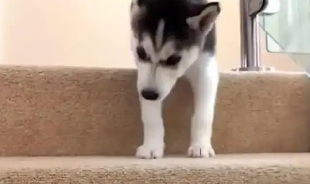 Dogs climb up the stairs and they refuse to go down the stairs