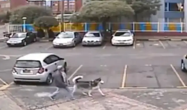 Haskill was attacked by a bitt dog with no towed rope while walking
