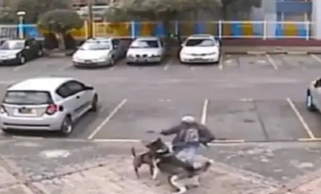 Haskill was attacked by a bitt dog with no towed rope while walking