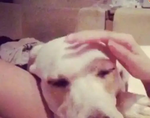 Women love dogs, they sleep with dogs for two years, and then there's an accident