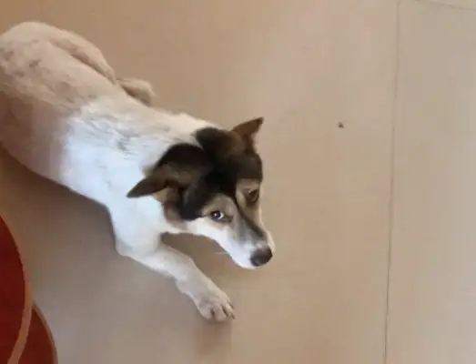 Let the kids who didn't write their summer homework stand up and the dogs get scared