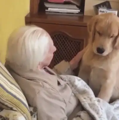 We lost 177 pounds a year for dogs