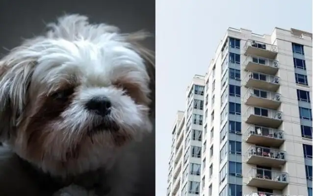 Two-year-old girl got bit by a dog, lost control of his dad and threw the Westchester down 12 floors