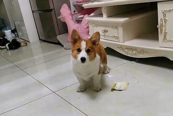Koki's family is busy, and he doesn't feel well