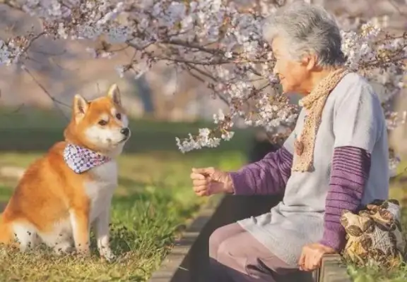 We lost 177 pounds a year for dogs