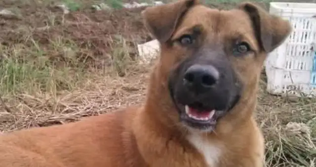 In the countryside, why would someone buy a dog for over 10 years