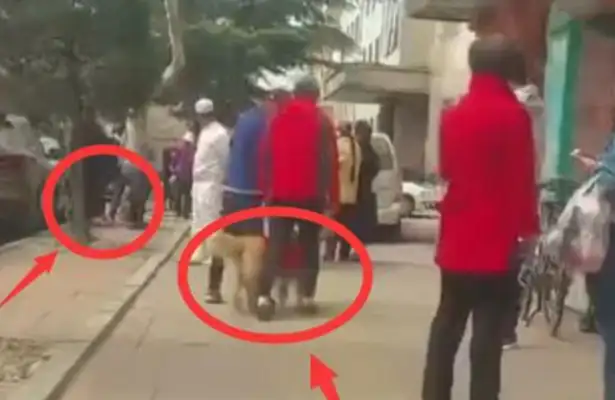 The guide dog sees his partner who was hit by a car and reveals his confusion