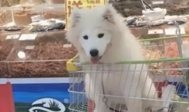 Samaa went to the mall and saw the owner buy the fruit, dog: I live here at night