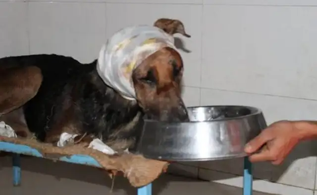 A dog's left head is eaten by bugs
