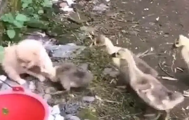 Booby dogs are surrounded by geese. Booby dogs are tough to kill