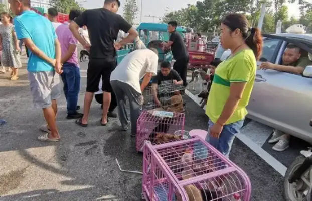 Rural Dog Market is cheap, Henan customers buy the whole car: buy dogs differently