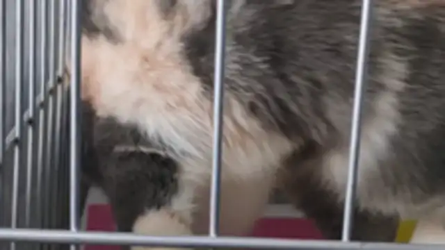 She's going to take the dog to the bend, but the dog's not moving