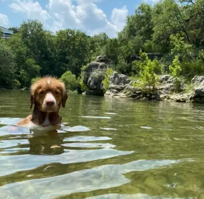 I thought the dog was swimming in the river and it came close to finding out it was sitting down