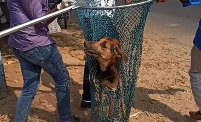 A dog's left head is eaten by bugs