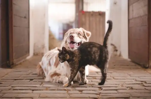 From the “cat-sucking dog” to the trillion-billion-dollar track, how can the “economic” be a new attraction for capital markets