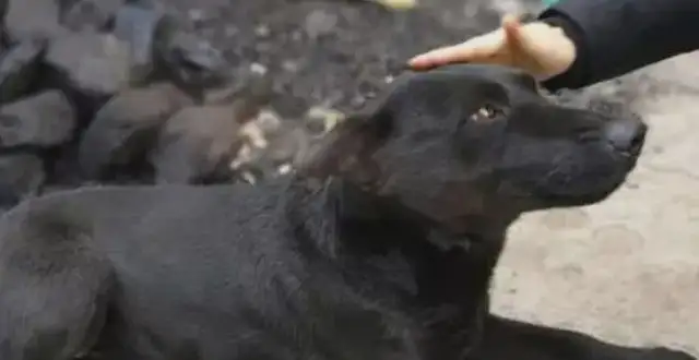 In the countryside, why would someone buy a dog for over 10 years