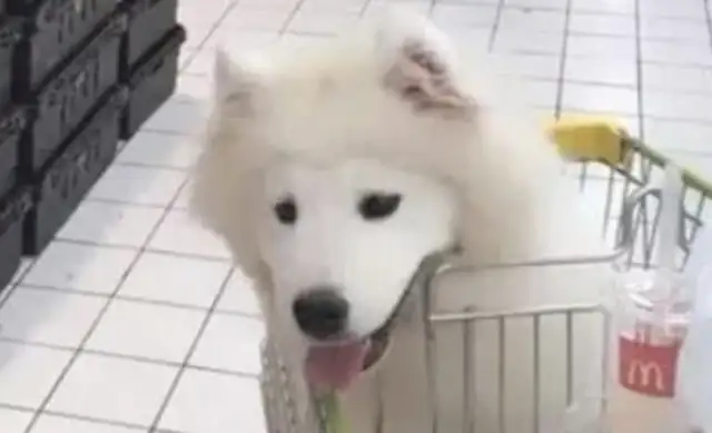 Samaa went to the mall and saw the owner buy the fruit, dog: I live here at night