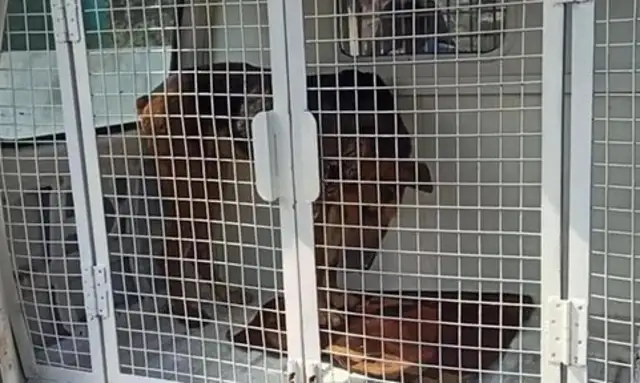 Poor doggies are tied up on trees and they're lucky to be helped by the riders and free