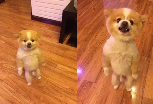 That's a really funny baby dog