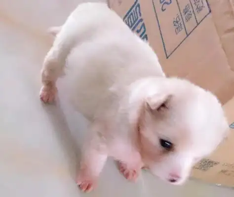 I found a baby dog in the garden. The little one was like a porcelain doll
