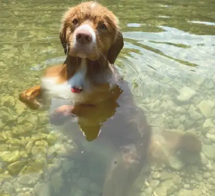 I thought the dog was swimming in the river and it came close to finding out it was sitting down