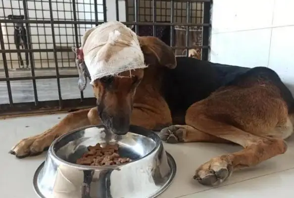 A dog's left head is eaten by bugs