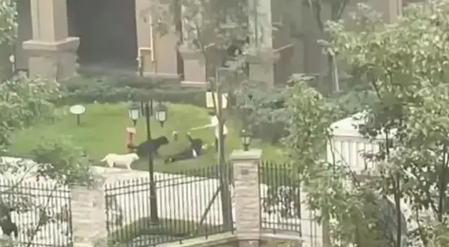 Chengdu dog bites the girl. White dog owner apologizes. Black dog controlled