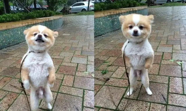 That's a really funny baby dog