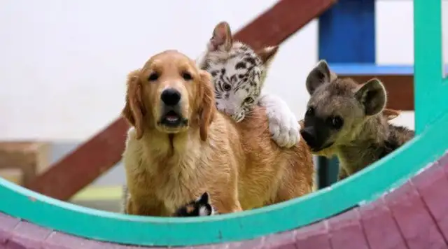 It's super annoying. Different species of animals are raised by their mothers