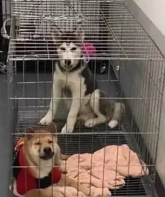 The master came out to work and locked two dogs in a cage