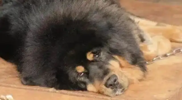 Ten years old dog watchers have been accused of killing and eating meat