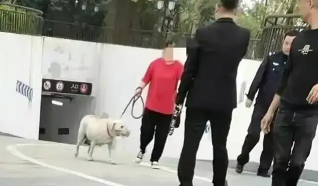 Chengdu dog bites the girl. White dog owner apologizes. Black dog controlled