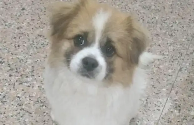 When the girl yelled out at the door of the residential block, the dog went downstairs with her and looked at the crowd