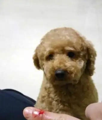 Watch out! The Teddys show up in these five situations and prove they don't give a shit about you