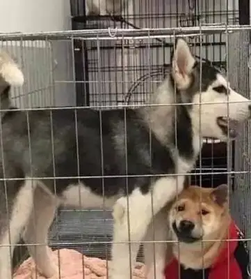 The master came out to work and locked two dogs in a cage