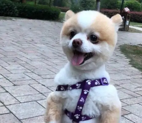 That's a really funny baby dog