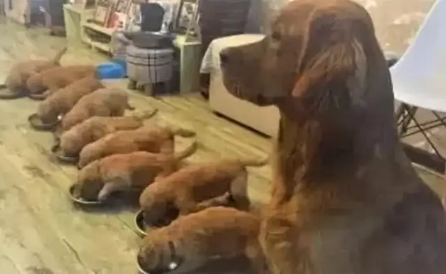 Blondie gave birth to a dog. The master loved to give away, and he cried in the corner every day