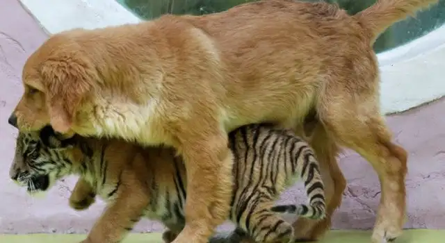 It's super annoying. Different species of animals are raised by their mothers