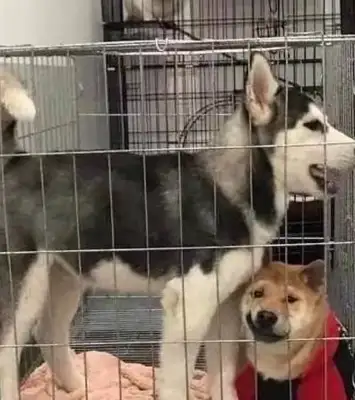 The master came out to work and locked two dogs in a cage