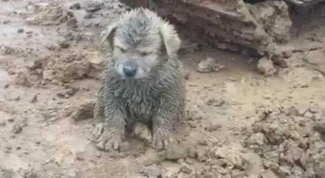 The driver found a dirty, ugly dog in the mud and took it with him