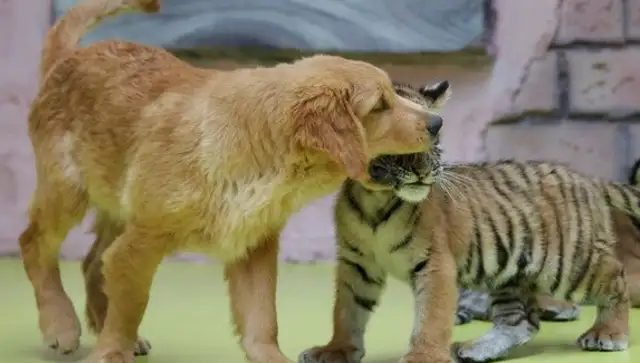 It's super annoying. Different species of animals are raised by their mothers