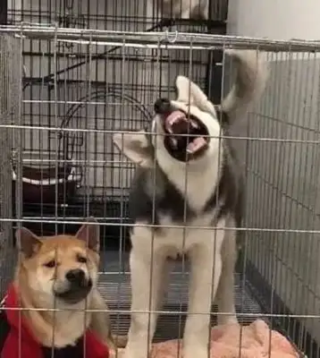 The master came out to work and locked two dogs in a cage
