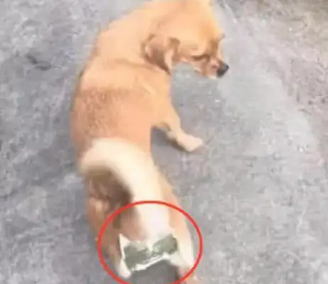 The dog was pregnant for no reason, and the master couldn't bear to create a weapon