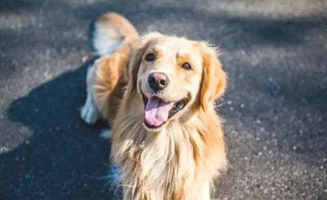 The master came home drunk, with golden water and blankets, and was a dog god