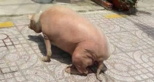 The dog's overweight, it looks like a pig from behind