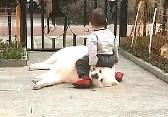 The dog was in the yard, thinking there was a dog thief, and then he went out and laughed