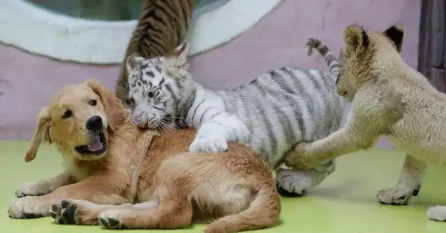 It's super annoying. Different species of animals are raised by their mothers