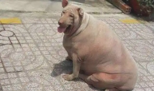 The dog's overweight, it looks like a pig from behind