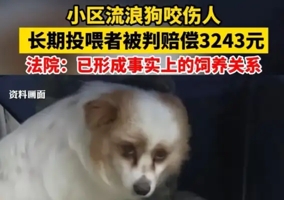 A stray dog bites people and a long-term feeder is held responsible