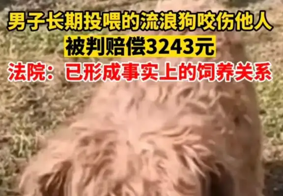 A stray dog bites people and a long-term feeder is held responsible